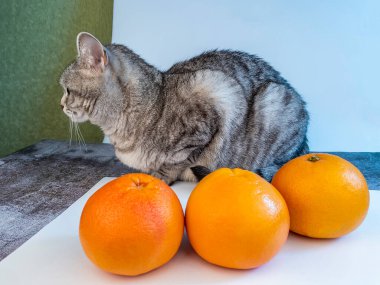 Masada üç büyük greyfurt ve gri kedi.