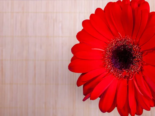 Strauß Verschiedener Gerbera Auf Einem Schaufenster Des Blumengeschäfts — Stockfoto