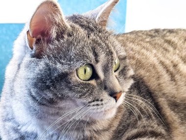 Gri tüylü kedi etrafına bakıyor.