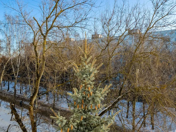 Pushkino Russie Janvier 2021 Vue Depuis Fenêtre Une Rue Enneigée — Photo