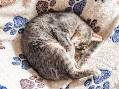 Oyuncak tüylü kedi kanepede yatıyor. 