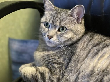 Gri tüylü kedi kanepede yatıyor.