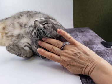 Gri tüylü kedi kanepede yatıyor.