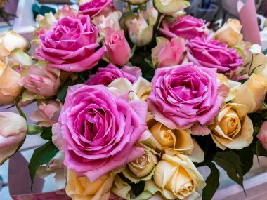 Pembe güllerin güzel çalısı