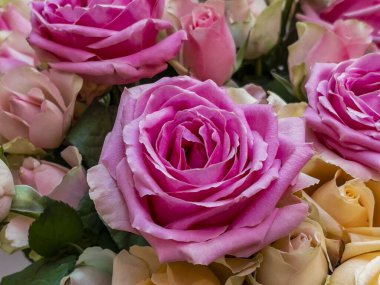 Pembe güllerin güzel çalısı