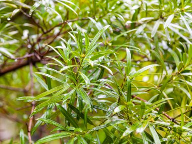 Genç ıslak çimenler yağmurdan sonra baharda parkta