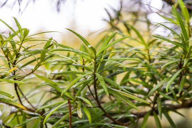 Genç ıslak çimenler yağmurdan sonra baharda parkta