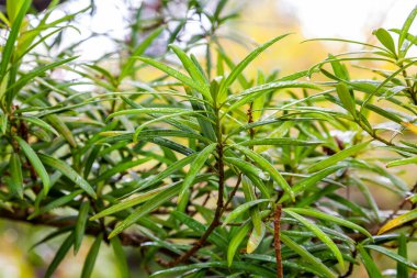 Genç ıslak çimenler yağmurdan sonra baharda parkta