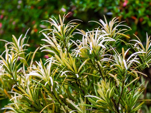 Giovane Erba Bagnata Primavera Nel Parco Dopo Pioggia — Foto Stock