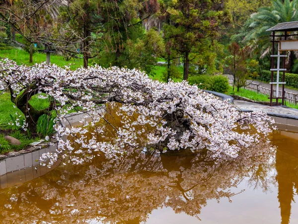 Větve Kvetoucího Keře Jaře Parku Dešti — Stock fotografie