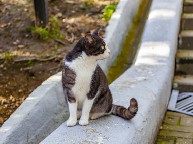 Sochi, Rusya, 12 Nisan 2021. Kedi, deniz kenarının korkuluklarında oturur.