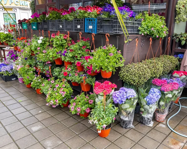 Sochi Russia April 2021 Sale Various Flowers Street Shop City — Stock Photo, Image