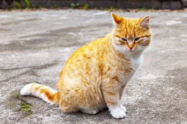 Güzel kırmızı kedi eski caddenin taş kaldırımında oturuyor.