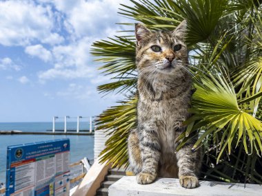 Sochi, Rusya, 18 Nisan 2021. Güneşli bir bahar gününde bir kedi setin üzerinde yürür.