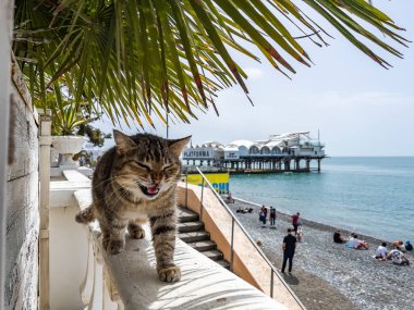 Sochi, Rusya, 18 Nisan 2021. Güneşli bir bahar gününde bir kedi setin üzerinde yürür.