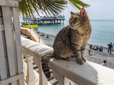 Sochi, Rusya, 18 Nisan 2021. Güneşli bir bahar gününde bir kedi setin üzerinde yürür.