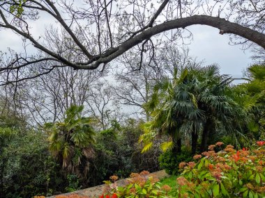 Sochi, Rusya, 13 Nisan 2021. Rıhtımdaki tropikal yarışlar