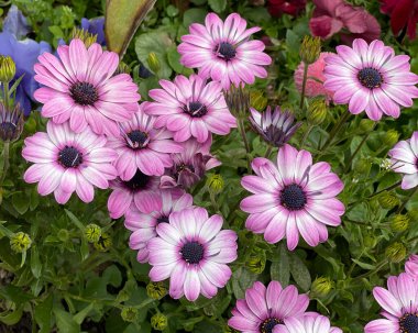 Kentsel bir ortamda çiçekler