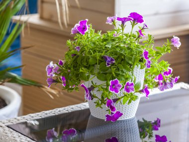 Kentsel bir ortamda çiçekler