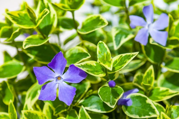 Blumen Einer Städtischen Umgebung — Stockfoto