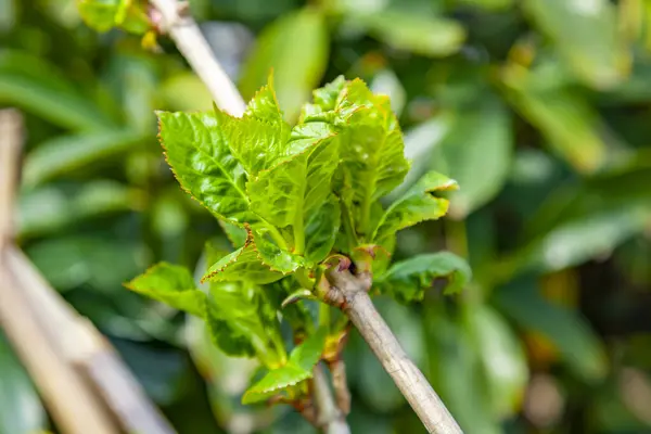Kastanienzweig Mit Blättern Bis Zum Frühjahr Entsorgt — Stockfoto