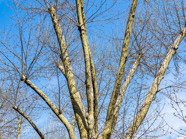 公園内の春の絵の木の枝 — ストック写真