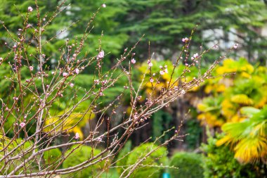Deniz kıyısındaki resimli tropikal bitkiler