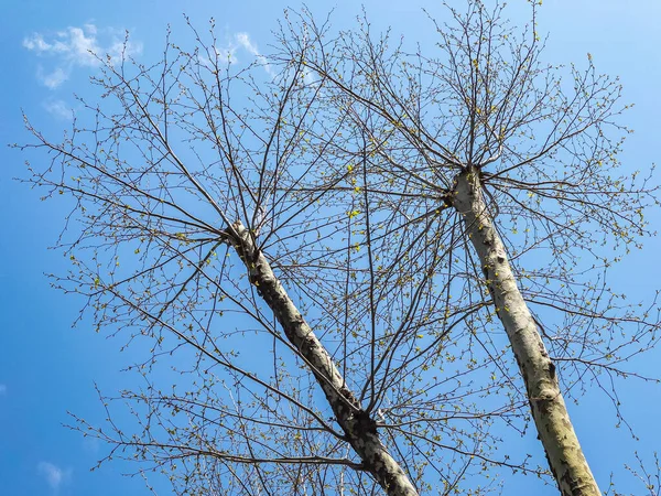 公園内の春の絵の木の枝 — ストック写真