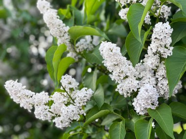 Beyaz Leylak bahçede çiçek açan