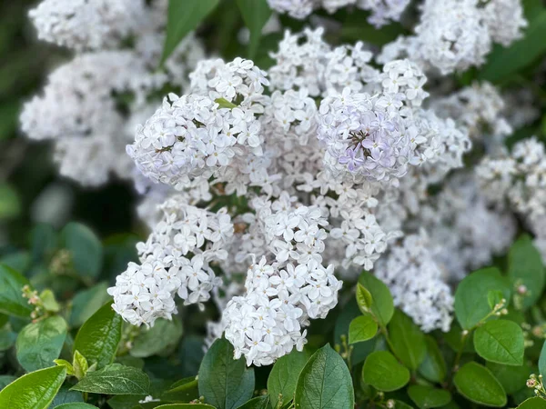 Цветущий Белый Сирень Саду — стоковое фото