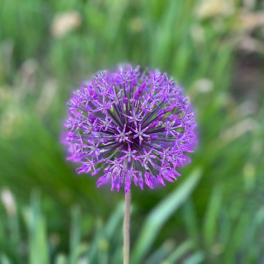 Parkta çiçek açan dekoratif soğan (Allium ramosum)