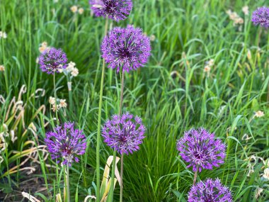 Parkta çiçek açan dekoratif soğan (Allium ramosum)