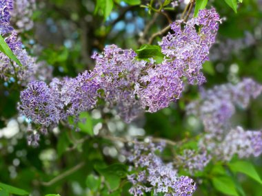 Bahçede çiçek açan leylak çalısı