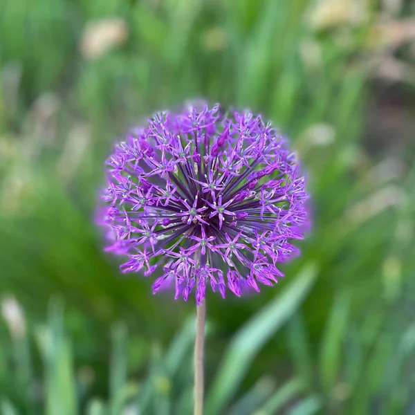 Floreciente Cebolla Decorativa Allium Ramosum Parque — Foto de Stock