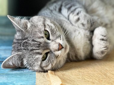 Oyuncak tüylü kedi kanepede yatıyor. 