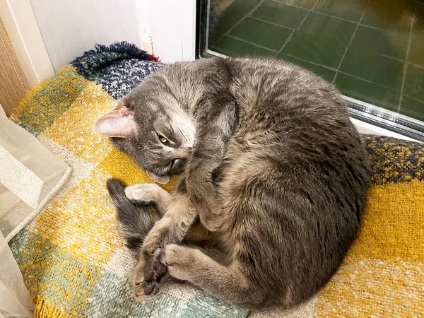 灰毛绒的猫躺在窗边 — 图库照片