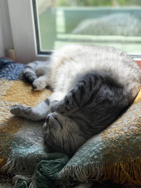 Gris Esponjoso Gato Encuentra Cerca Ventana — Foto de Stock