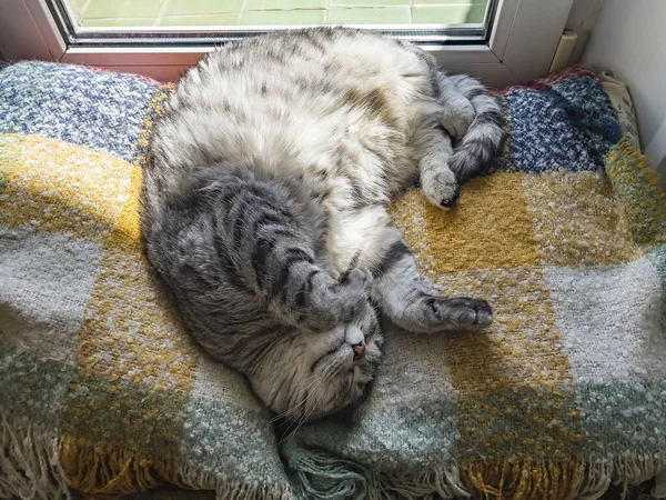 灰色のふわふわの猫が窓の近くにある — ストック写真