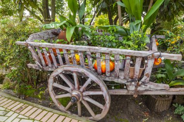 Soçi. Eski parkın pitoresk bir köşesi