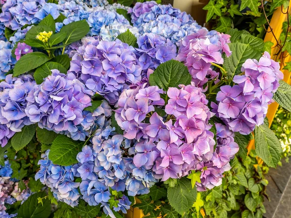 Die Malerisch Blühende Hortensie Garten — Stockfoto