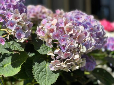 Bahçede çiçek açan pitoresk ortanca