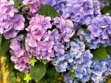 Bahçede çiçek açan pitoresk ortanca