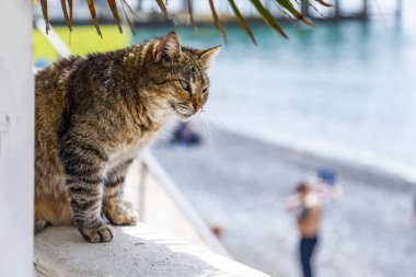 Sochi, Rusya, 18 Nisan 2021. Güneşli bir bahar gününde bir kedi setin üzerinde yürür.