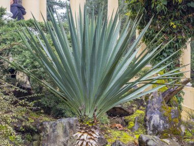 Parktaki tropikal bitkiler