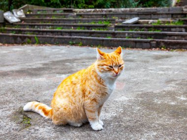 Güzel kırmızı kedi eski caddenin taş kaldırımında oturuyor.