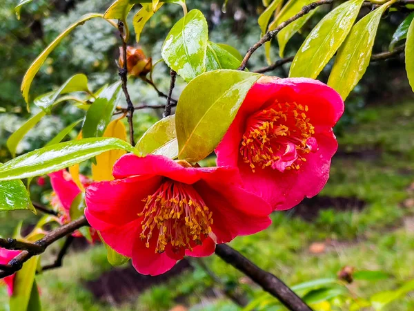 Arbre Tropical Fleuri Dans Jardin — Photo