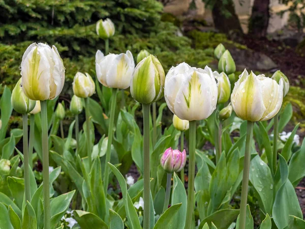 Tulipanes Blancos Parque —  Fotos de Stock