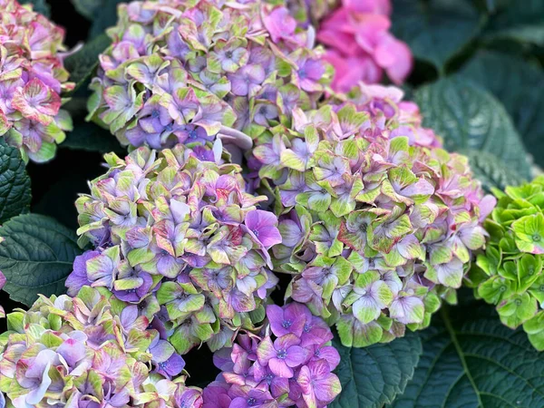 Die Malerisch Blühende Hortensie Garten — Stockfoto