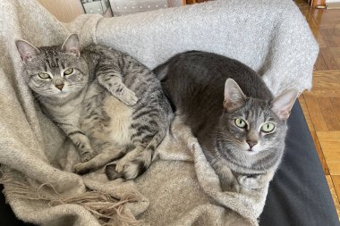 Kanepede iki tüylü kedi 