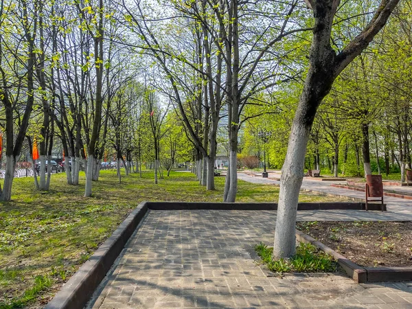 Pushkino Rússia Maio 2021 Paisagem Urbana Primavera Árvores Avenida — Fotografia de Stock